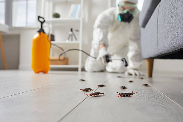 Affordable Termite Control solutions in Panama, OK